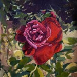 Afternoon rose in my garden (study) - July 2019