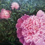 Pink peonies - May 2019 Pink peonies - May 2019