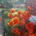 Poppies at sunset - June 2019