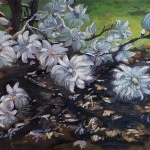 Royal Star Magnolia (study)- July 2019